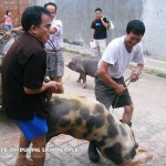people catch pigs, prepared for sacrifice at the festival village.