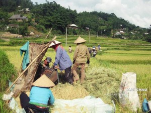 Harvest in Mai Chau